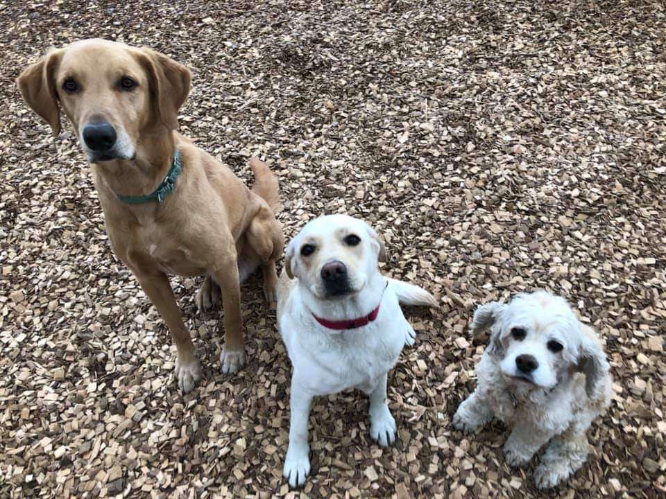 犬の関節の痛みにはサプリメントがとっても効きますよ 治療にまつわることから日常の一コマまで様々な情報を発信 刈谷市の動物病院 ならマンマ ミーア動物病院